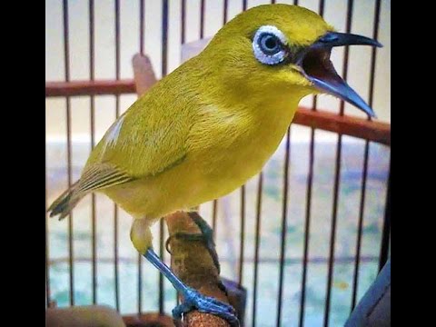 Pleci lasrol dakun malang #2 