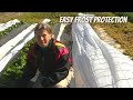 Strawberries   Easy Frost Protection