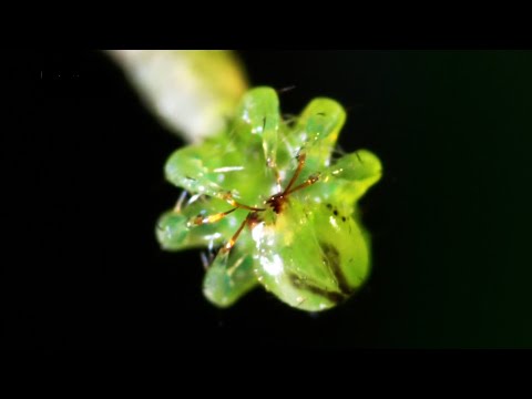5 Животных-обманщиков