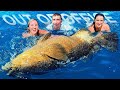 Massive 300 lb goliath grouper caught by newbie fishermen