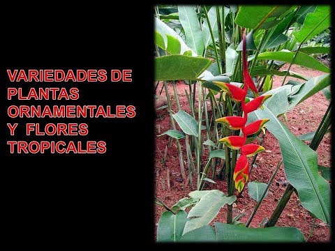 Vídeo: Glicines (52 Fotos): Descripció De Les Enredadores De Glicines, Reproducció D'un Arbust Ornamental De Múltiples Flors, Floració Profusa I Altres Espècies