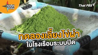 ทดลองเลี้ยงไข่ผำในโรงเรือนระบบปิด | อาชีพทั่วไทย