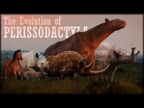 Evolution of Rhinoceros and Horses 🦏🐴