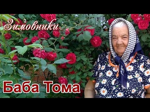 Тетка тома. Баба Тома. Белый день Лена Василёк баба Тома. Песня баба Тома. Ох бабы бабы Лена Василек.