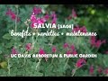 They LOOK and SMELL GREAT! Salvia (sage): Benefits, Varieties & Maintenance