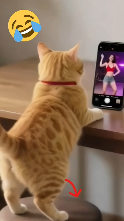 Oh something 🤪🤣 #funny #cat #funnycats #shorts