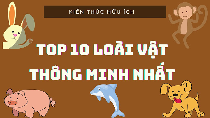 Bảng danh sách top 10 động vật thông minh năm 2024