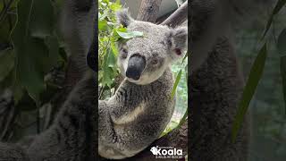 Releasing rehabilitated koala back to the wild