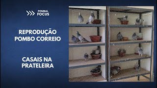 POMBO CORREIO - POMBAL FOCUS - REPRODUÇÃO EM PRATELEIRAS MÓVEIS - RACE PIGEONS
