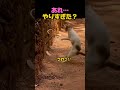 猫も焦った結末ｗ