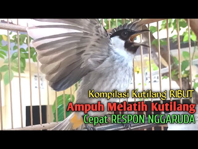 SUARA burung Kutilang Gacor NGGARUDA TARUNG ampuh untuk pikat Kutilang gacor dan Masteran Kutilang class=