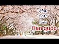 Nhạc  trử tình Hàn Quốc 한국 음악