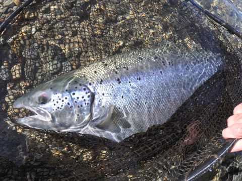 The Hunt for Landlocked Atlantic Salmon on the Fly...
