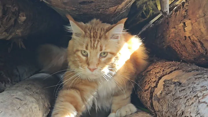 Watch the video about Coco The Explorer | Kootenays Mainecoon Cats Getaway!