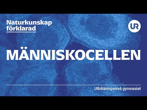 Video: Vilken funktion har mitokondrier inom biologin?