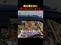 蜂の巣の木に突っ込んでしまうと