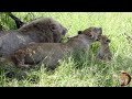 Daddy Casper The White Lion With His New Cubs