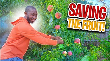 How to Protect Peach Trees from Bugs | The Plum Curculio