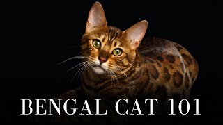 Bengal Cat 101  Everything You Need to Know