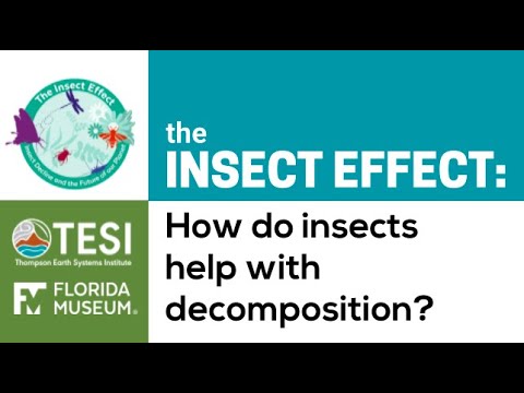 Video: Hoe ontbinders zijn insecten?