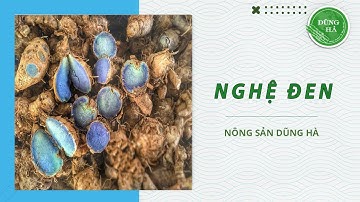 Nghệ đen là gì? Có tác dụng gì? Giá thành và cách sử dụng