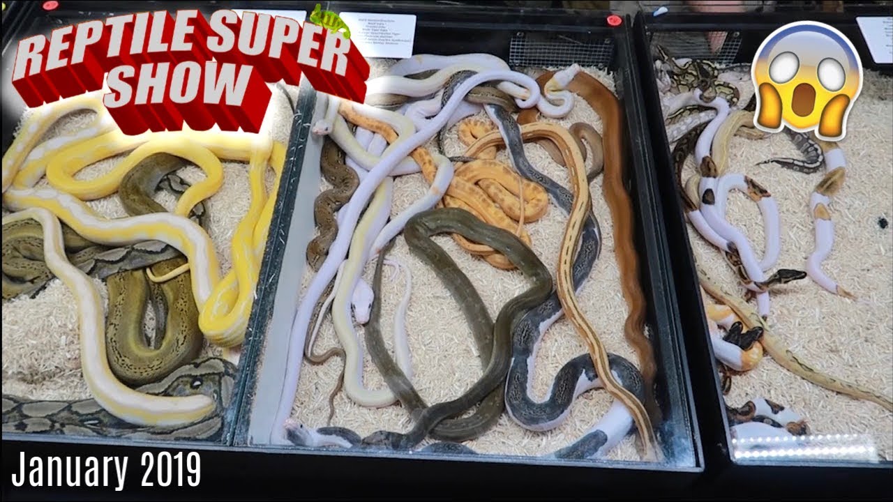 POMONA REPTILE SUPER SHOW JANUARY 2019!! - YouTube