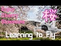 Learning to fly with mavic mini  enjoying sakura in japan ep 02