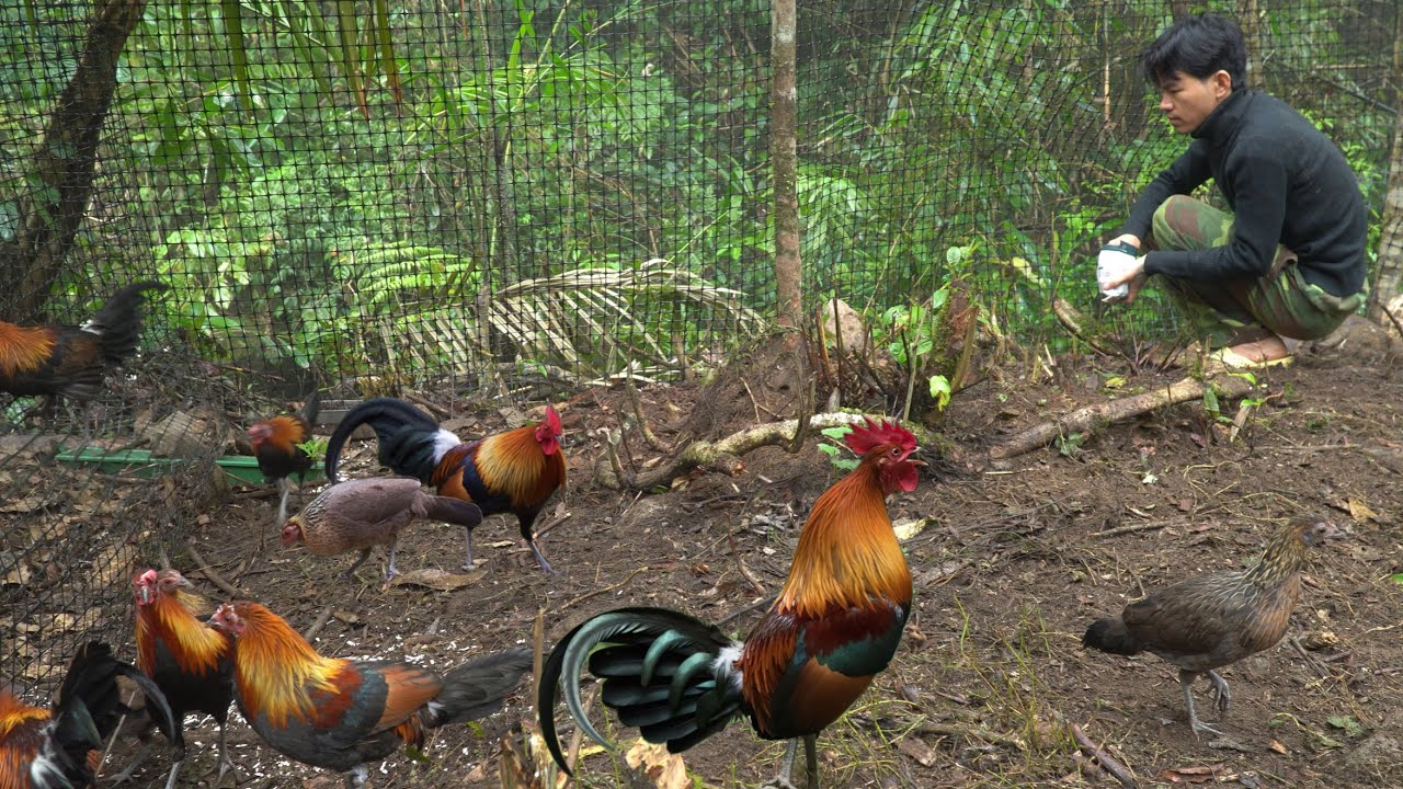 cho gà rừng ăn sống trong rừng hoang dã #sinhton #sốngtrongrừng #sinhtồntrongrừng