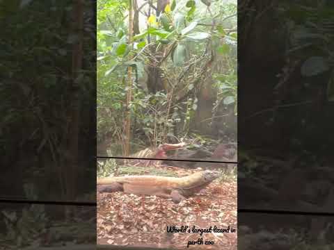 World’s largest lizard