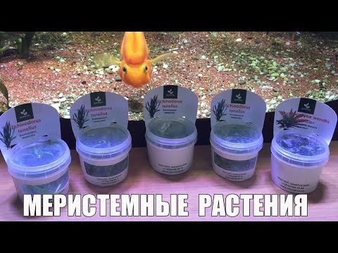 Видео: Амазоник гаралтай Chic Echinodorus