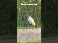 Black-Headed Ibis in Action | Beautiful Wetland Bird Footage