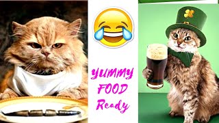 My Cats Yummy Food Ready![ cat vlog 4k] - Watch Till End 🤣 by Cat Dog Funniest World  1,067 views 1 year ago 8 minutes, 5 seconds