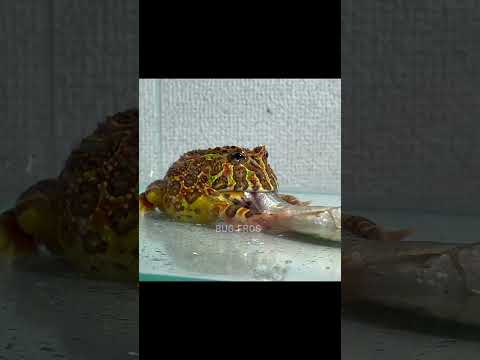 Видео: Pacman Frog (Изысканная рогатая лягушка) Уход