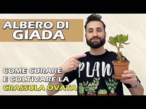 Video: Coltivare piante di giada Gollum: come prendersi cura delle piante grasse di Gollum Jade