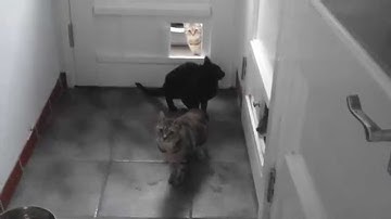 Ideal warehouse guardians: Shy curious feral cats at PCLT