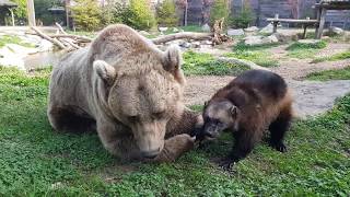 Life at the zoo | An extraordinary friendship between a bear and a wolverine