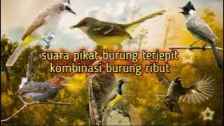 suara pikat burung terjepit kombinasi burung ribut||terbukti ampuh
