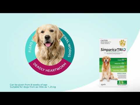 Video: Eficacitatea Unei Noi Tablete Masticabile Orale Care Conține Sarolaner, Moxidectină și Pirantel (Simparica Trio ™) împotriva Infecțiilor Cu Purici și Căpușe Naturale La Câini, Prez
