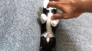 隙間に挟まりながら遊びたい子猫