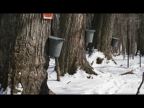 Video: ¿Cuándo hacer jarabe de arce?