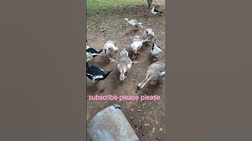 হাঁস#mandarinduck#shorts#shorts feeds#youTube search #channel pages#sound pages#browse features