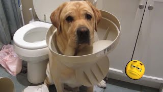 Top 50 virals video Funny Dogs | React FUNNY Animals on TikTok That Will Make You Laugh #19