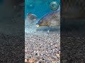 Fish Mouth Close-Up: Eating Bait Underwater! 🎥🐠
