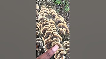 Identifying Mushrooms | Turkey Tail vs Fake Turkey Tail #fyppppppppppppppppppppppp #shorts