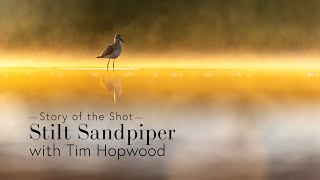 Story of the Shot - Stilt Sandpiper Tim Hopwood