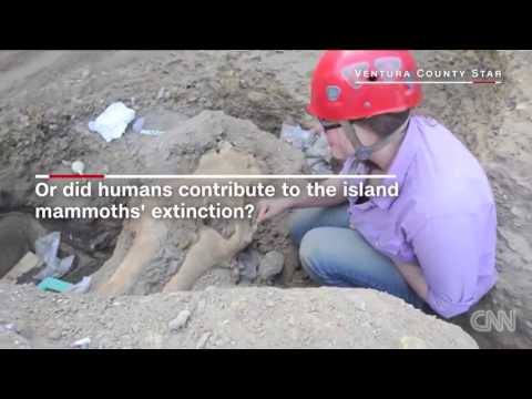 Video: An Unusual Mammoth Skull Was Found In California - Alternative View
