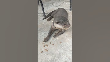 otter lucu berang berang jinak pintar _ cute animal 😁🦦#shorts #otter #berangberang #cuteanimal #cute