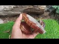 Narmdeshwar shivling so less price contact 7415114409 )#shiva #diy #bholenath