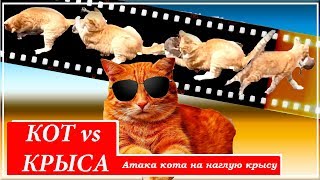 Атака кота на наглую крысу Атака кота на наглую крысу