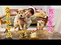 犬用のクリスマスケーキで豆柴姉弟を喜ばせてみた♪